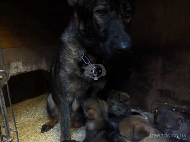 Big Chunky German Shepherd Pupps for sale in Scunthorpe, Lincolnshire - Image 1