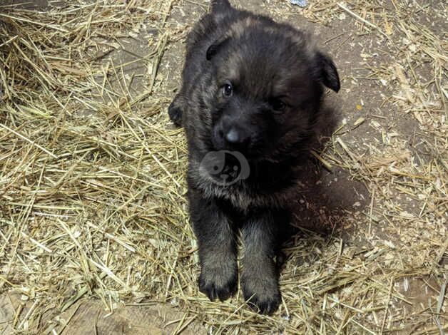 Big Chunky German Shepherd Pupps for sale in Scunthorpe, Lincolnshire - Image 3