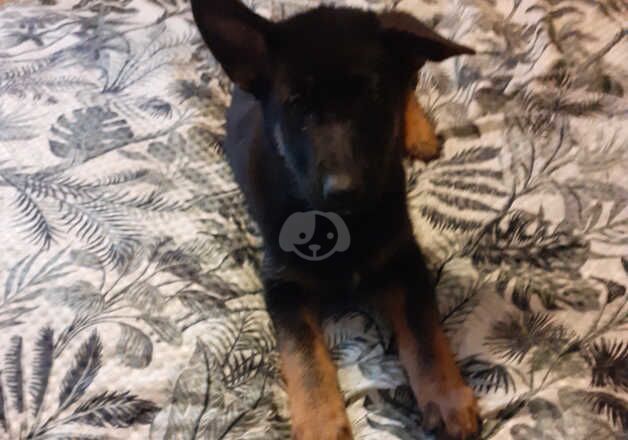 Black and tan German shepherd girl puppy ready forever home for sale in Nottingham, Nottinghamshire