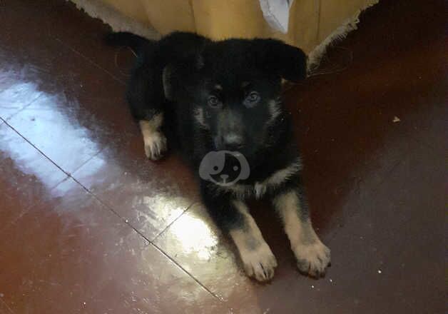 Black and tan German shepherd girl puppy ready forever home for sale in Nottingham, Nottinghamshire - Image 2