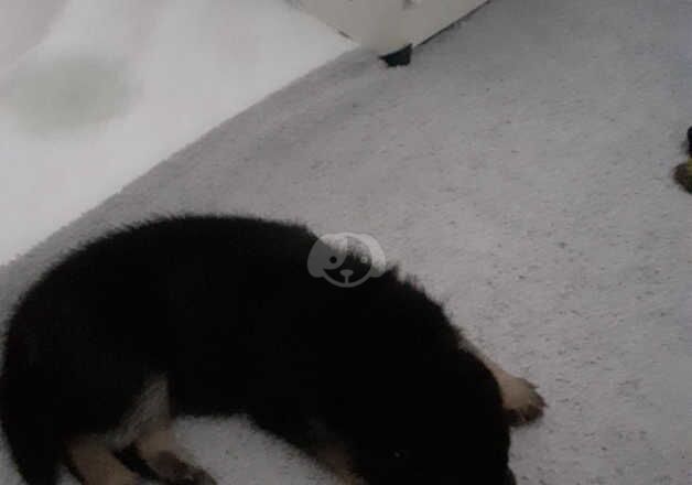 Black and tan German shepherd girl puppy ready forever home for sale in Nottingham, Nottinghamshire - Image 4