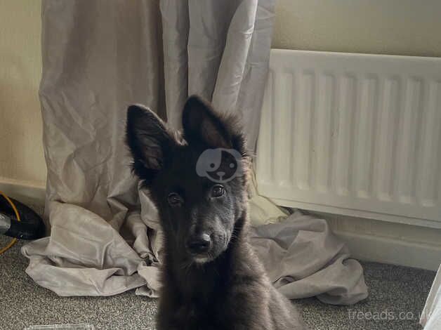 Black boy puppy German shepherd for sale in Middlesbrough, North Yorkshire