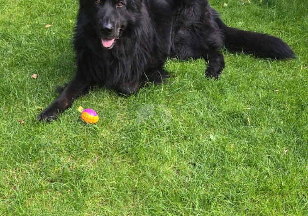 Black German shepherd for rehoming for sale in Dewsbury, West Yorkshire