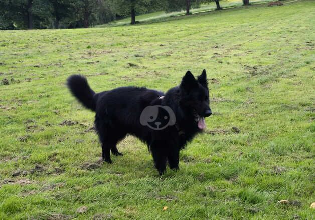 Black German shepherd for rehoming for sale in Dewsbury, West Yorkshire - Image 2