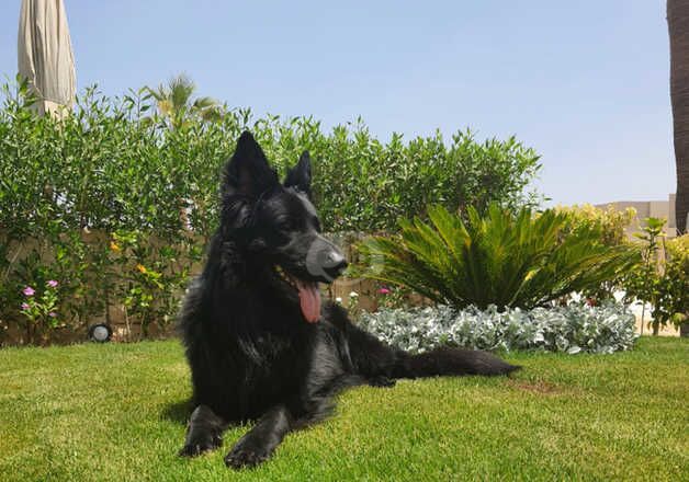 Black German shepherd for rehoming for sale in Dewsbury, West Yorkshire - Image 4