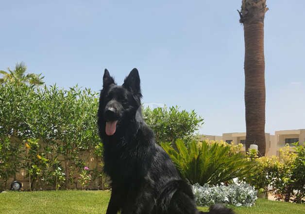 Black German shepherd for rehoming for sale in Dewsbury, West Yorkshire - Image 5