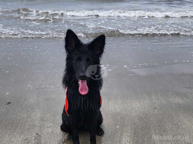 Black german shepherd girl for sale in North Lanarkshire