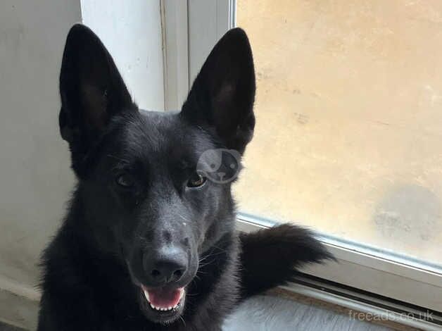 BLACK GERMAN SHEPHERD for sale in Oldham, Greater Manchester