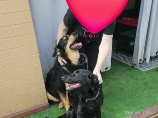 BLACK GERMAN SHEPHERD LABRADOR BOY for sale in Deal, Kent