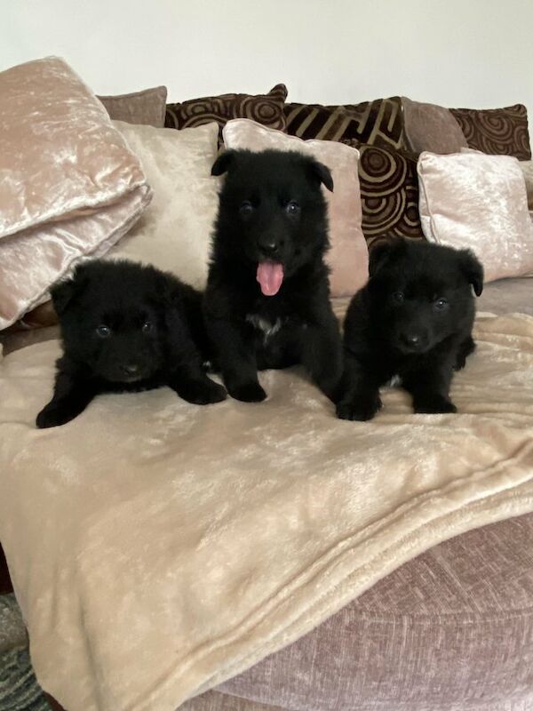 Black German shepherd puppies available for sale in Londonthorpe, Lincolnshire - Image 1