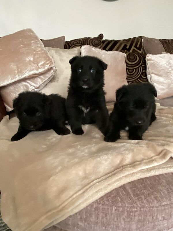 Black German shepherd puppies available for sale in Londonthorpe, Lincolnshire - Image 2