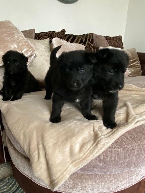 Black German shepherd puppies available for sale in Londonthorpe, Lincolnshire - Image 3