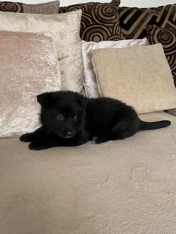 Black German shepherd puppies available for sale in Londonthorpe, Lincolnshire - Image 4