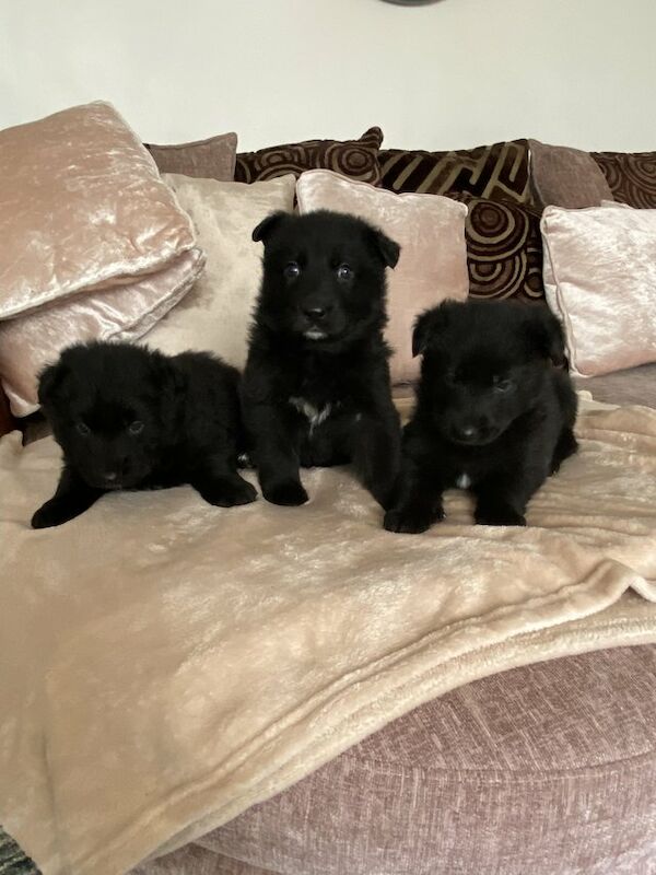 Black German shepherd puppies available for sale in Londonthorpe, Lincolnshire - Image 5