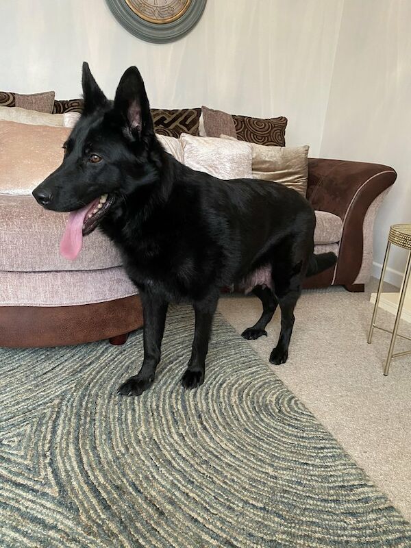 Black German shepherd puppies available for sale in Londonthorpe, Lincolnshire - Image 6