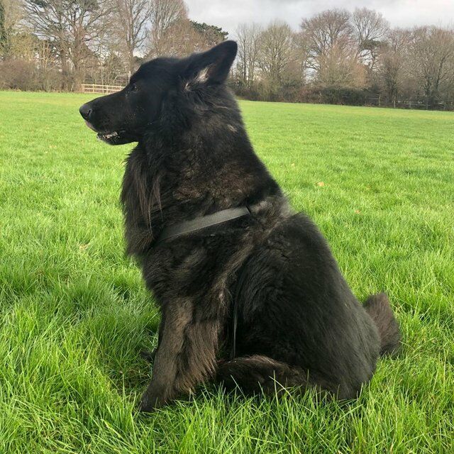 Black German shepherd puppies available for sale in Londonthorpe, Lincolnshire - Image 7