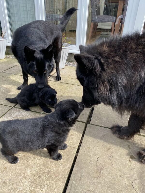 Black German shepherd puppies available for sale in Londonthorpe, Lincolnshire - Image 8