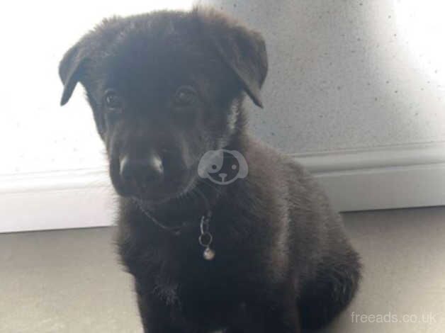 Black German Shepherd puppies for sale in Beckermet, Cumbria