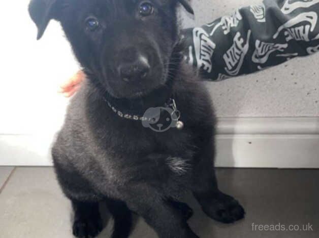 Black German Shepherd puppies for sale in Beckermet, Cumbria - Image 2