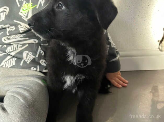 Black German Shepherd puppies for sale in Beckermet, Cumbria - Image 3