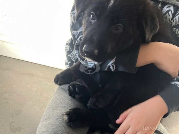 Black German Shepherd puppies for sale in Beckermet, Cumbria - Image 4