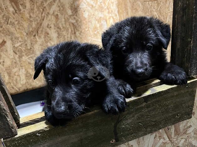 Black German Shepherd puppies for sale in Beckermet, Cumbria - Image 5