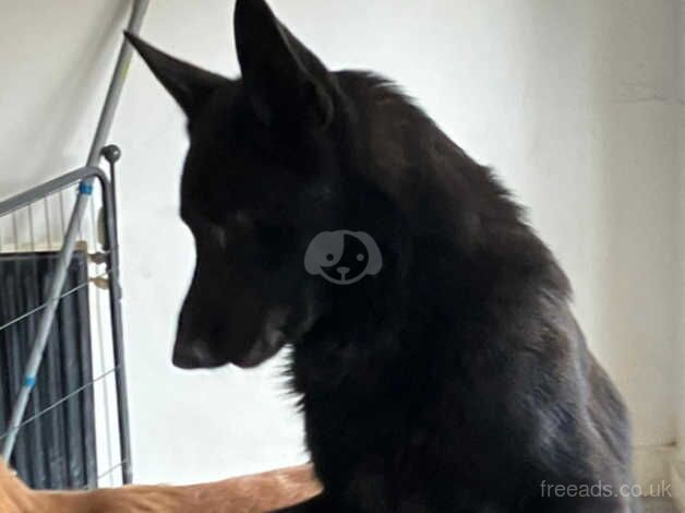 German Shepherds for sale in Oldham, Greater Manchester