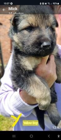 Black & Tan German Shepherd puppies for sale in Wrexham