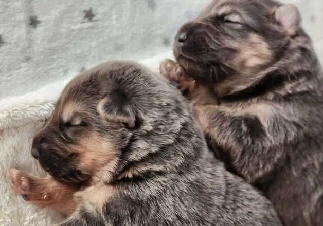 KC Registered German Shepherd Puppies for sale in Greater Manchester