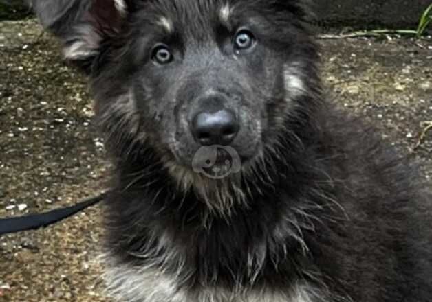 Blue and tan long haired male German shepherd puppy for sale in Porthcawl, Bridgend