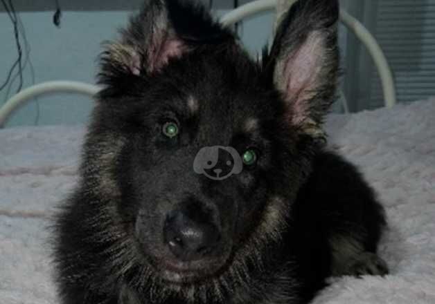 Blue and tan long haired male German shepherd puppy for sale in Porthcawl, Bridgend - Image 2