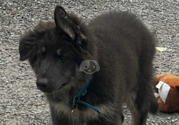 Blue and tan long haired male German shepherd puppy for sale in Porthcawl, Bridgend - Image 3