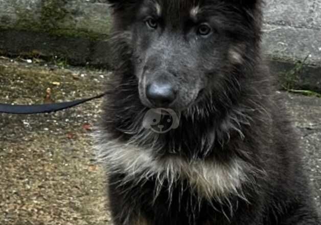 Blue and tan long haired male German shepherd puppy for sale in Porthcawl, Bridgend - Image 4