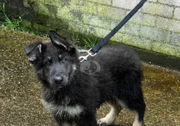 Blue and tan long haired male German shepherd puppy for sale in Porthcawl, Bridgend - Image 5