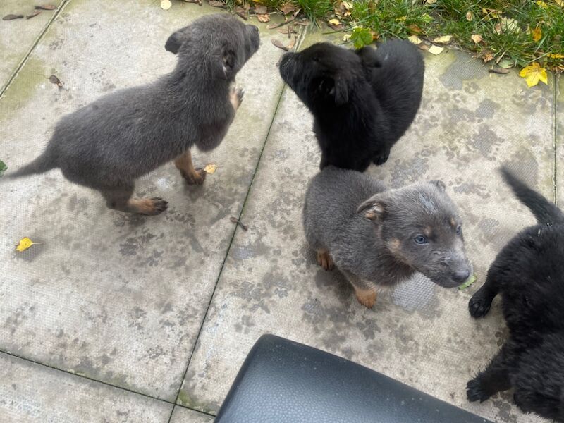 Blue German shepherd for sale in Bradford, West Yorkshire