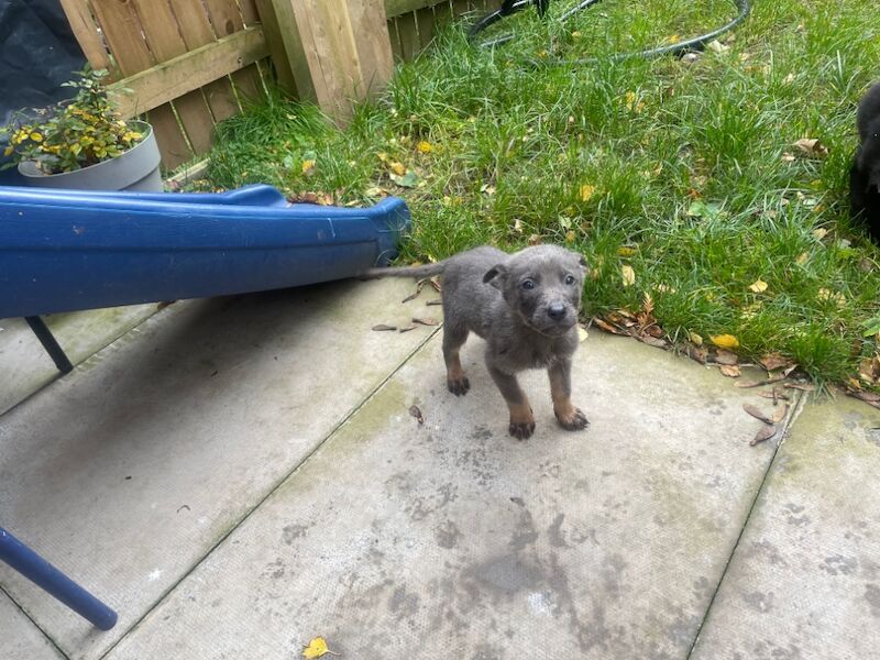 German Shepherd Puppies for sale in West Yorkshire