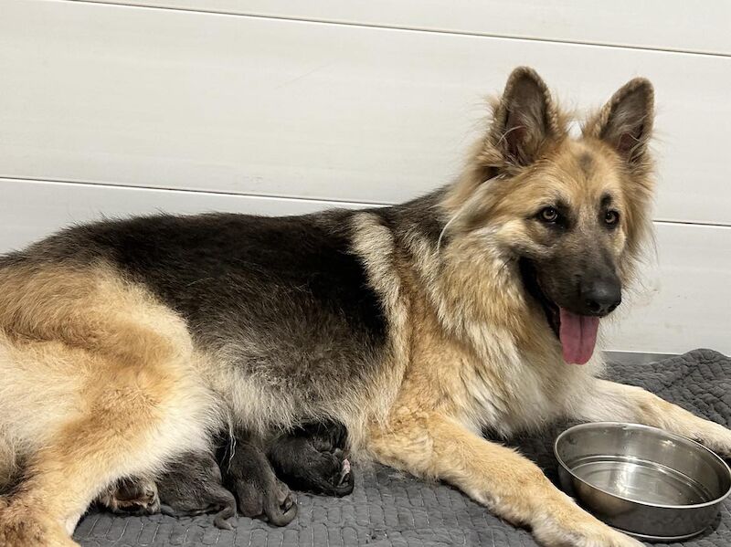 German Shepherds for sale in Honiton, Devon