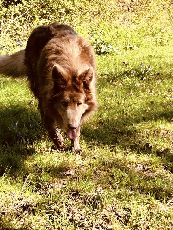 BLUE German shepherd pups 5 star licenced for sale in Honiton, Devon - Image 6