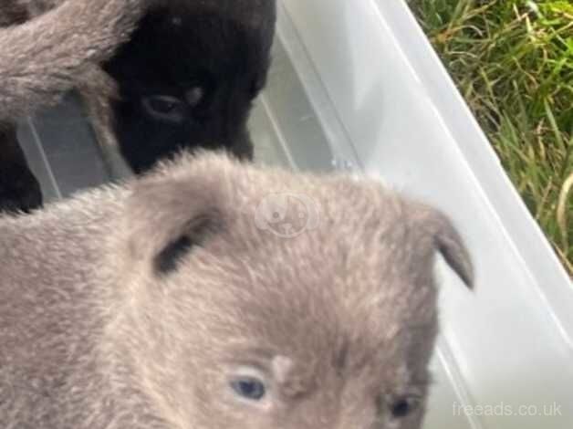 Blue German shepherd (Rare!) for sale in Bradford, West Yorkshire - Image 1