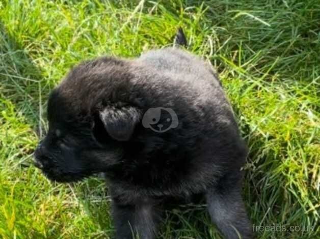 Blue German shepherd (Rare!) for sale in Bradford, West Yorkshire - Image 2