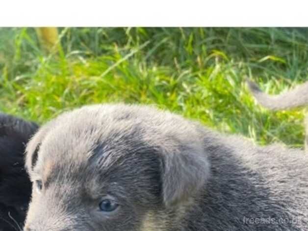 Blue German shepherd (Rare!) for sale in Bradford, West Yorkshire - Image 3