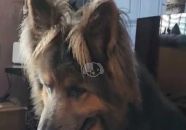 Blue German shepherd stud for sale in Nottingham, Nottinghamshire