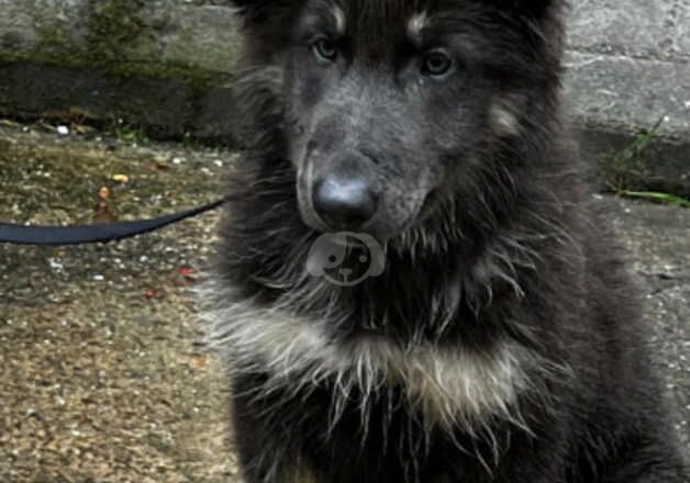 blue tan puppy gsd pet for sale in Porthcawl, Bridgend