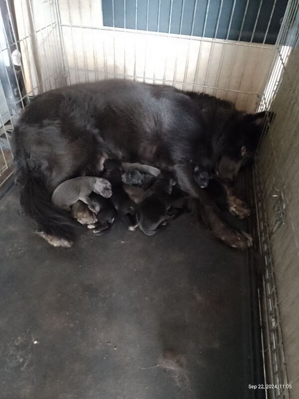 Blue+Black Straightback, working line GSDs for sale in Sheerness, Kent - Image 7