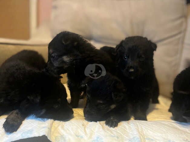 Boys German shepards for sale in Nottingham, Nottinghamshire - Image 4