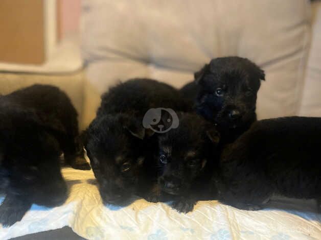 Boys German shepards for sale in Nottingham, Nottinghamshire - Image 5