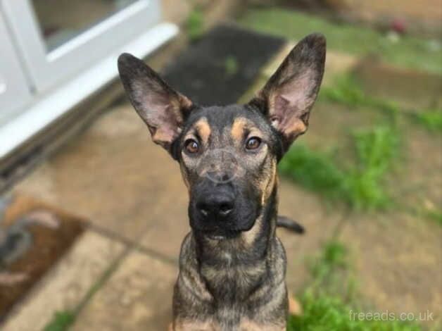 Callie for sale in Kettering, Northamptonshire