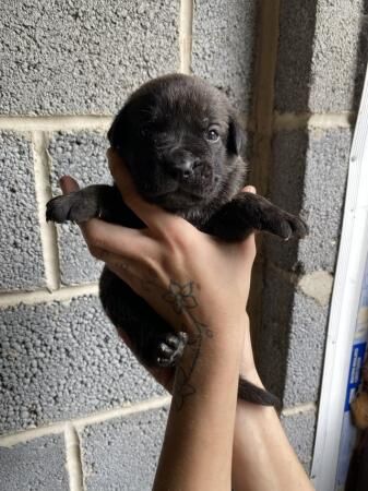 Cane Corso X German Shepherd puppies for sale in Nottingham, Nottinghamshire - Image 1