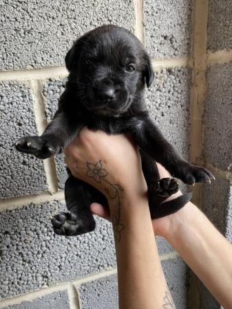 Cane Corso X German Shepherd puppies for sale in Nottingham, Nottinghamshire - Image 2