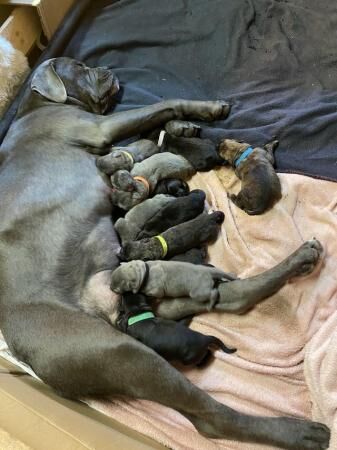 Cane Corso X German Shepherd puppies for sale in Nottingham, Nottinghamshire - Image 3